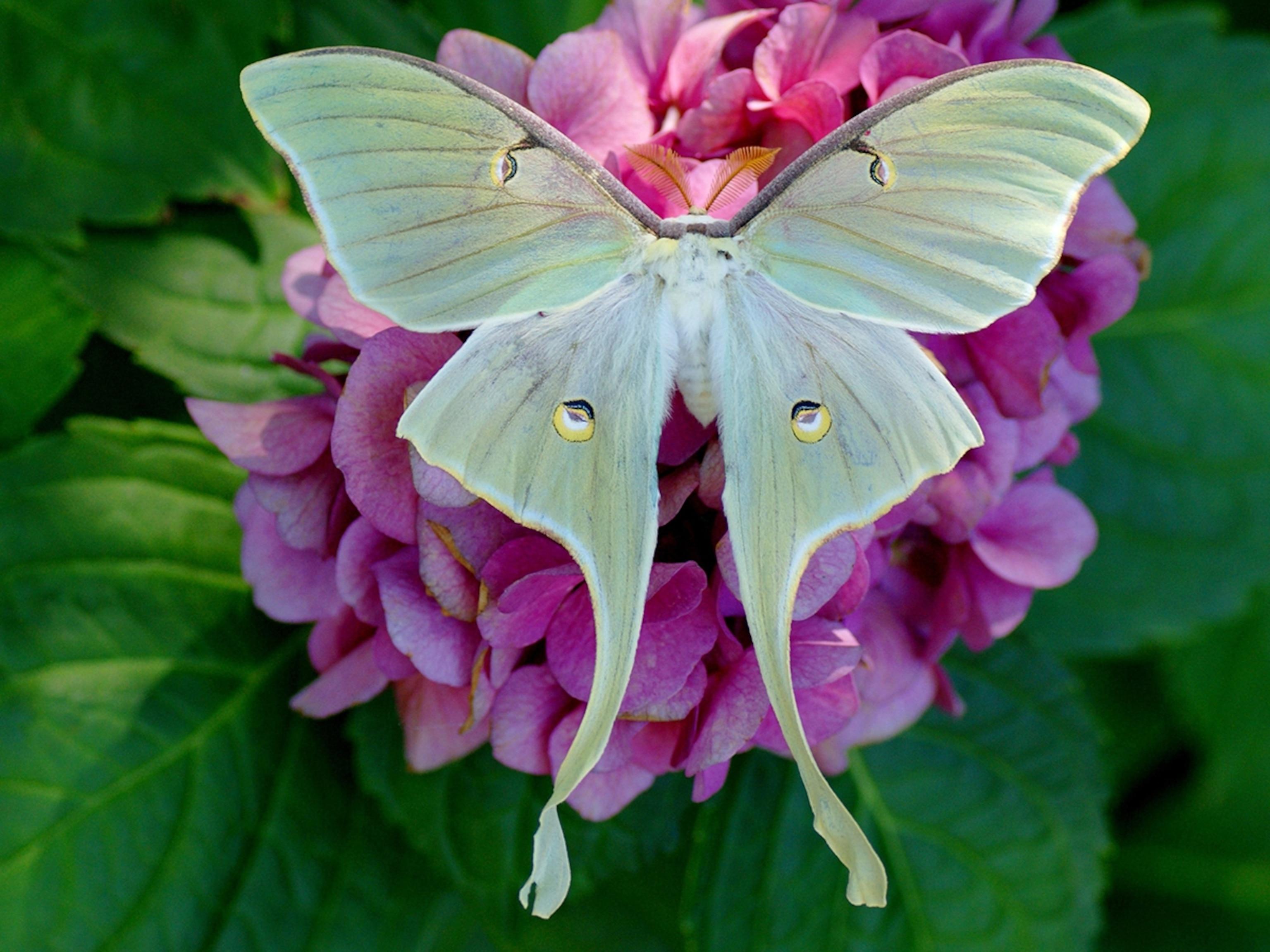 Luna_Moth