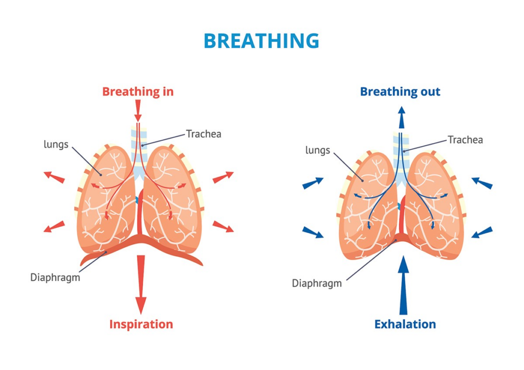 Lungs – Breathing Out Waste