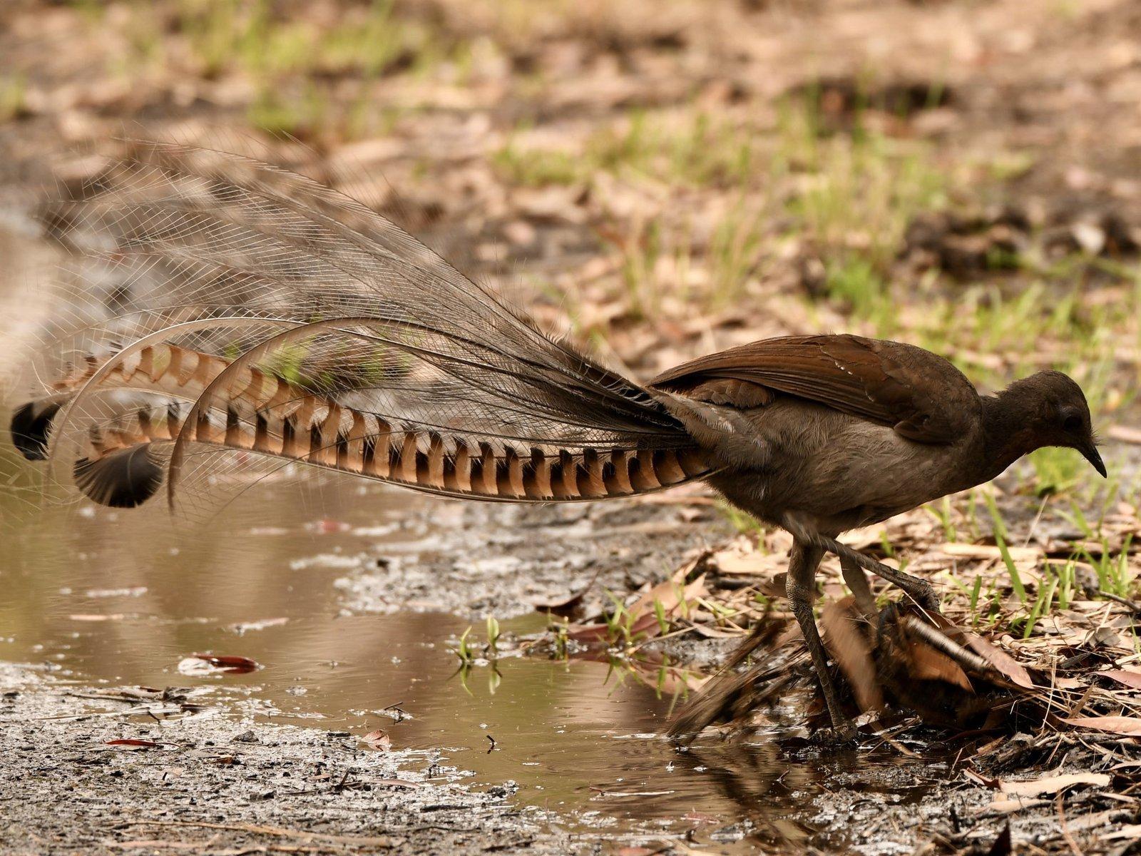 Lyrebird