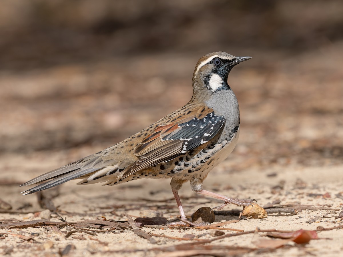 Quail-thrush