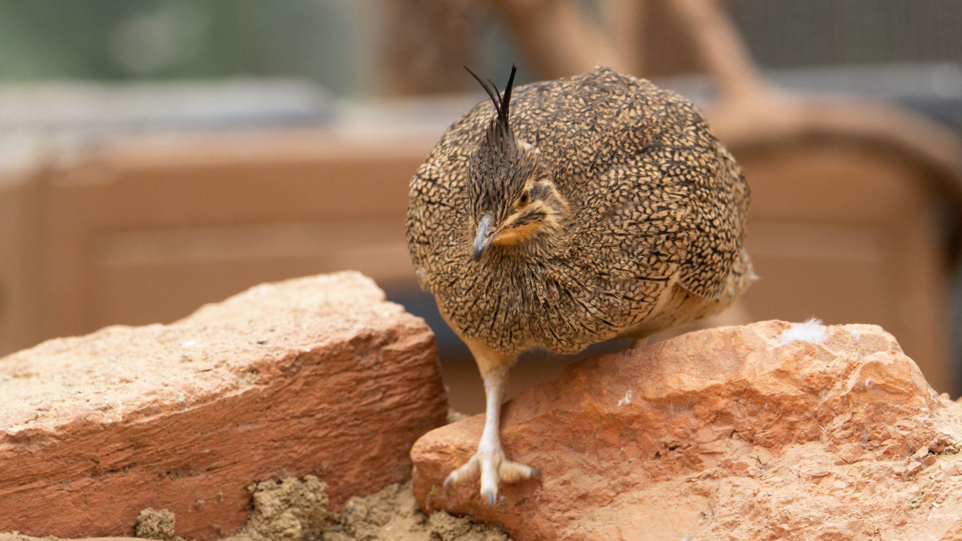 Quebracho_Crested_Tinamou