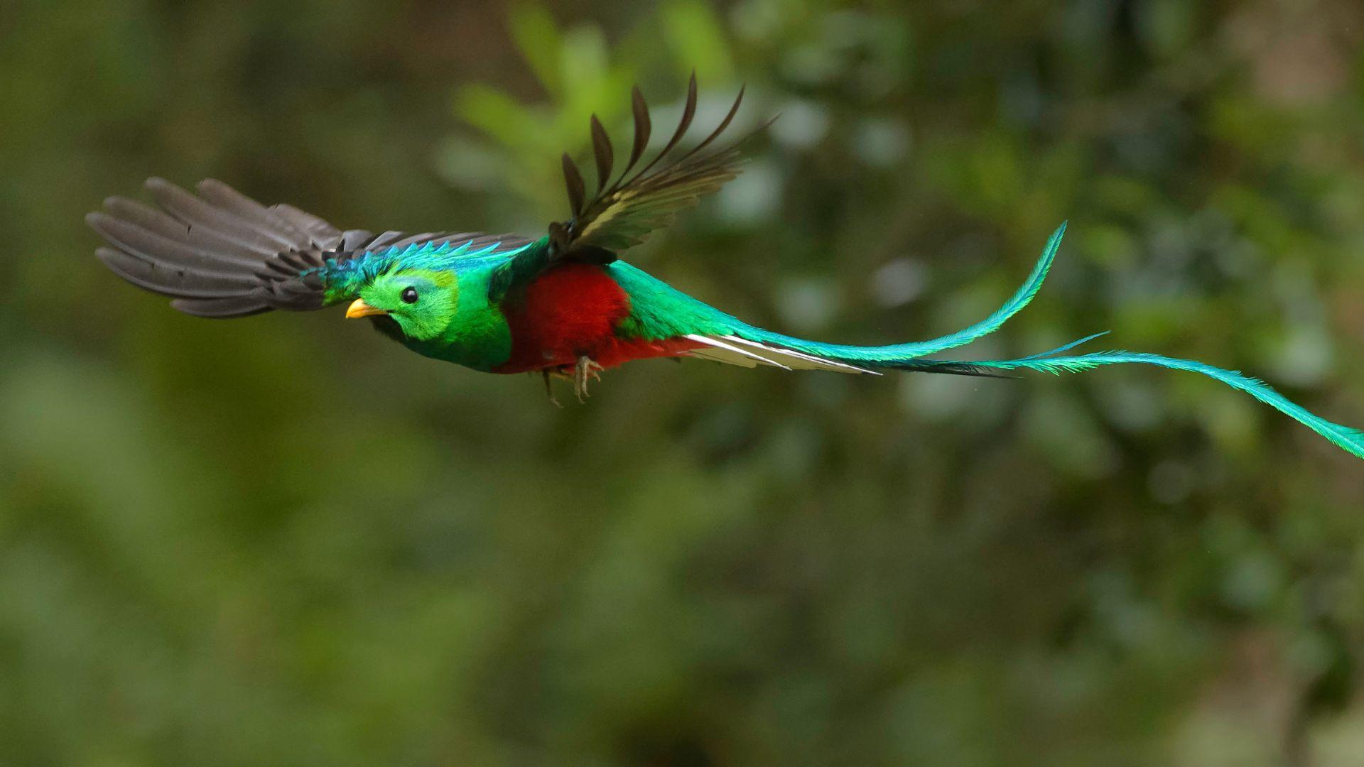 Quetzal