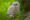 Tawny_Owl