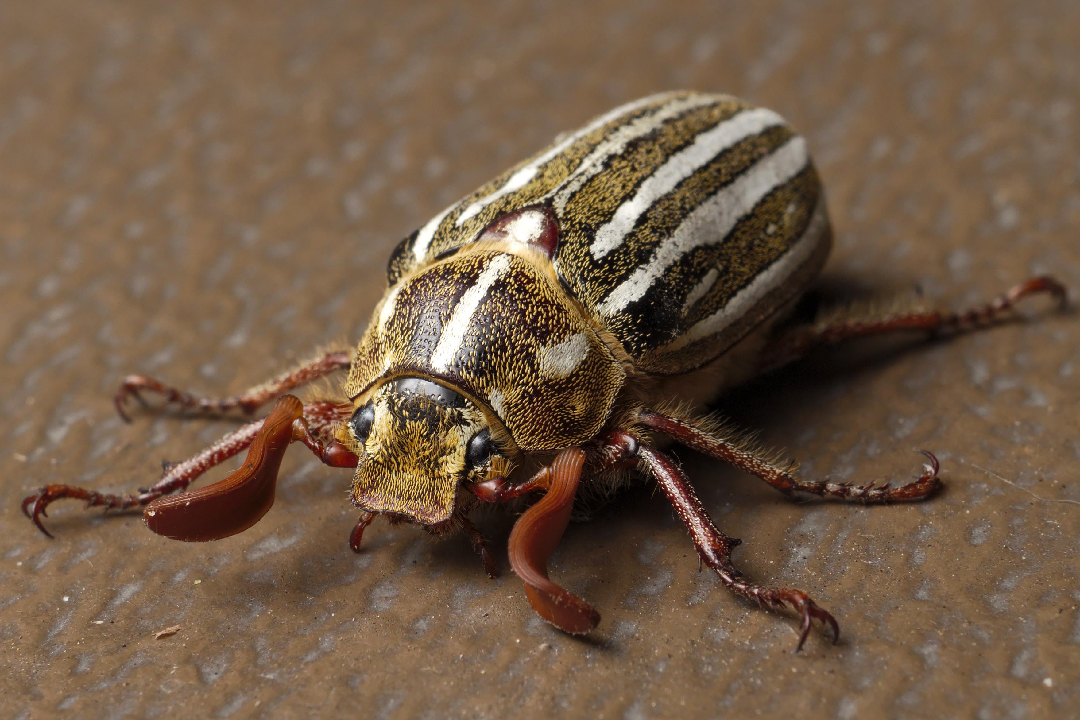 Ten-Lined_June_Beetle