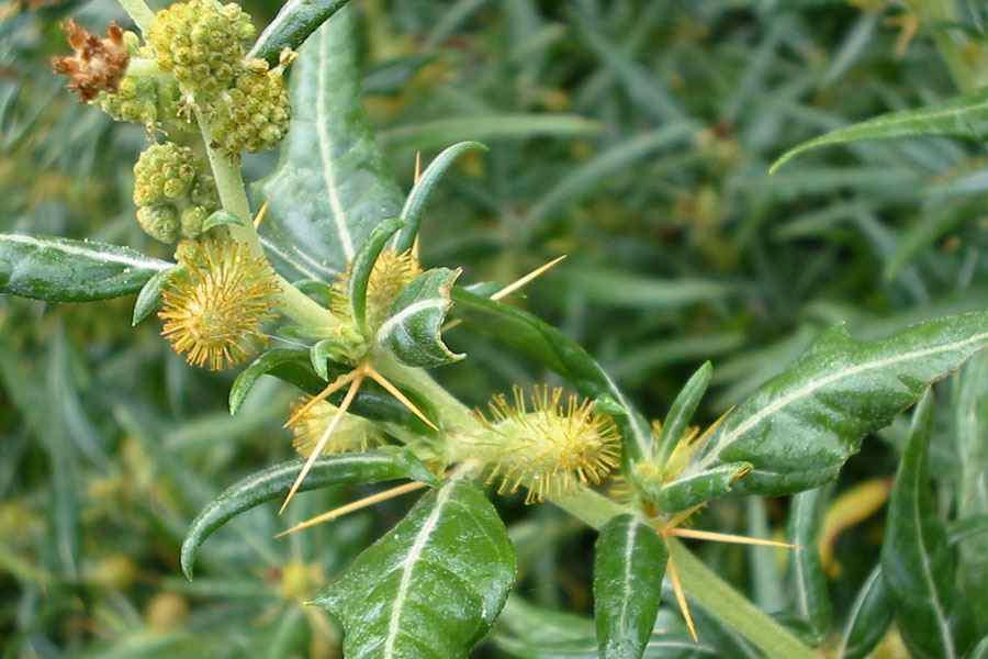 Xanthium spinosum