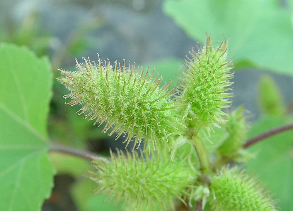 Xanthium strumarium