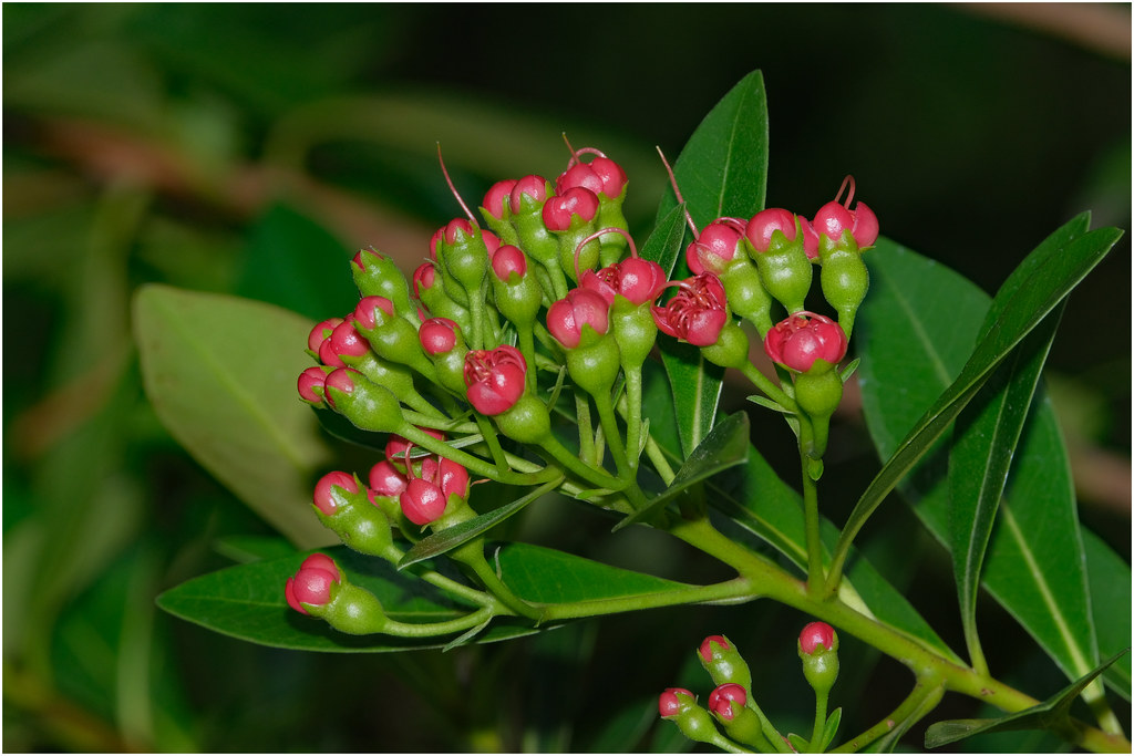 Xanthostemon verdugonianus