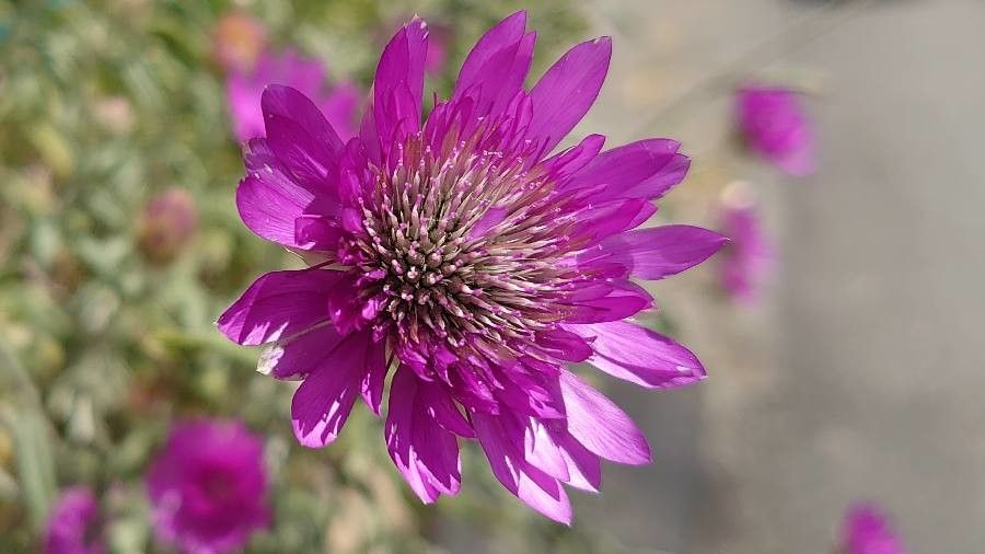 Xeranthemum annuum