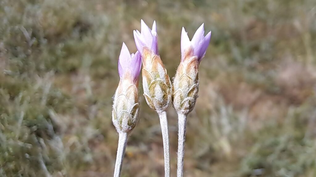 Xeranthemum cylindraceum