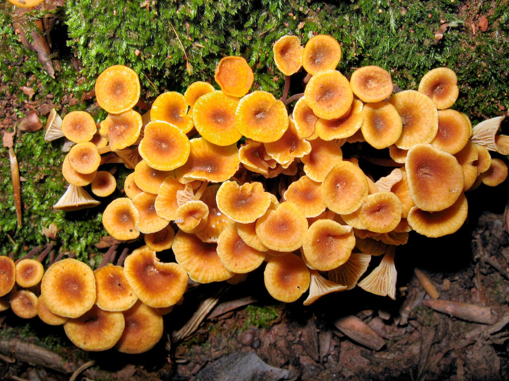 Xeromphalina campanella