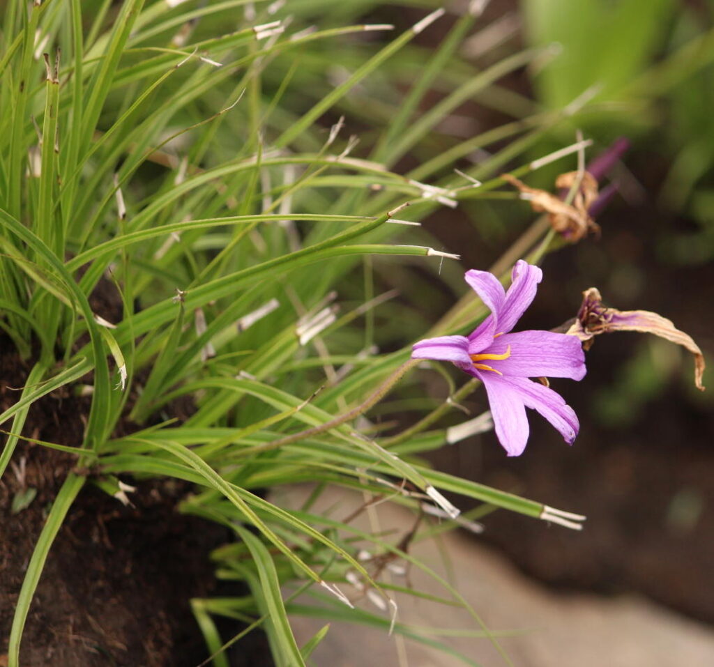 Xerophyta viscosa