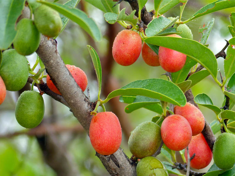 Ximenia caffra