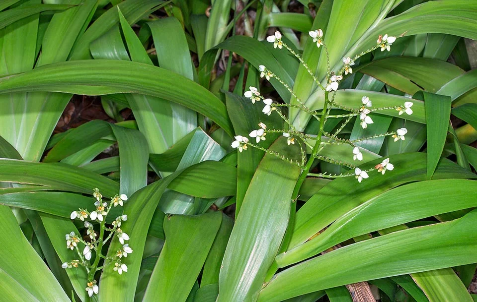 Xiphidium caeruleum