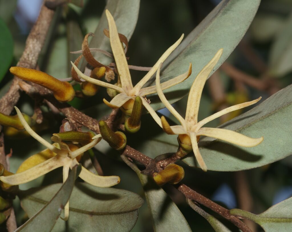 Xylopia nitida