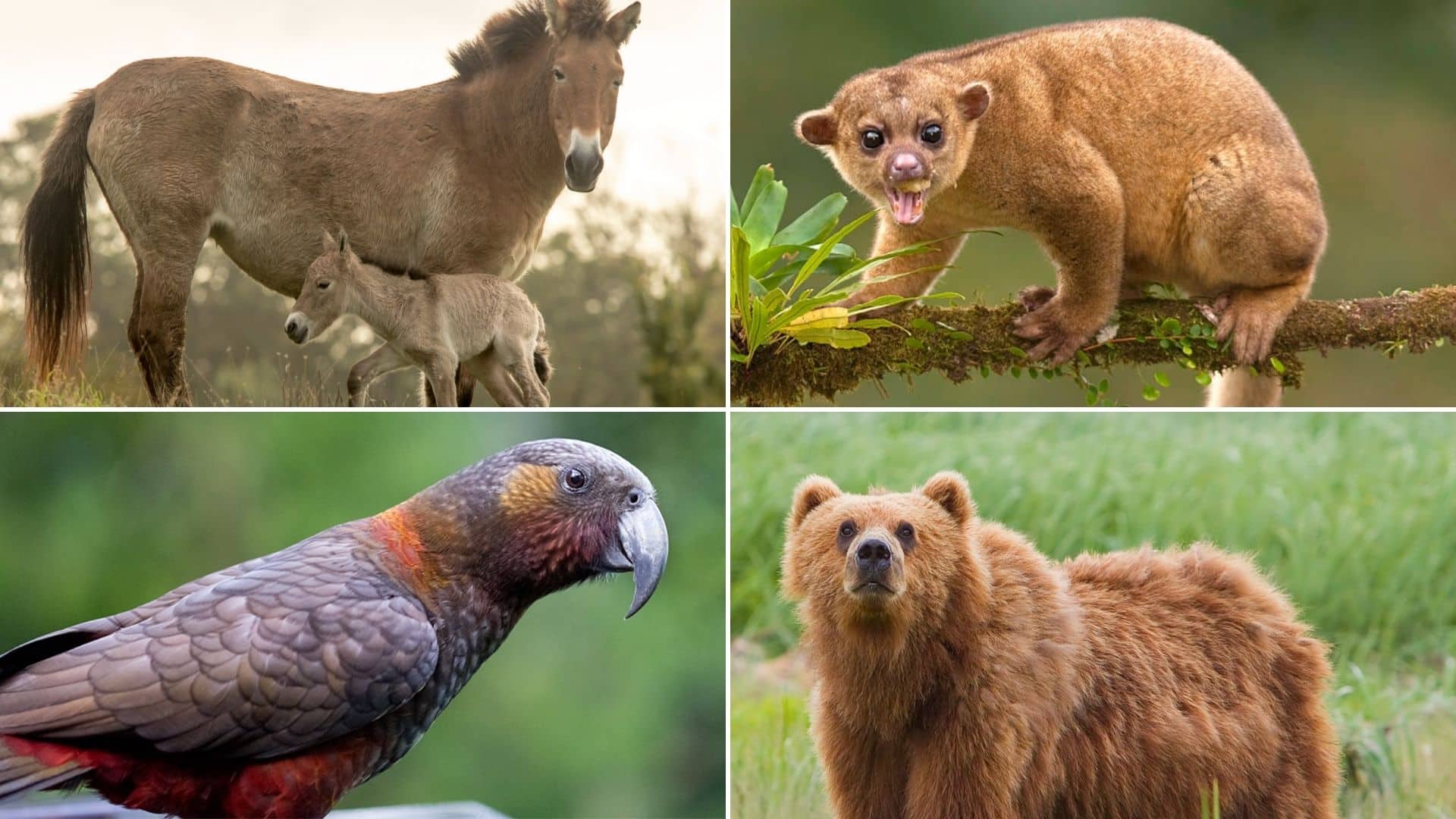 30 Animals Beginning With K - Meredith Plays