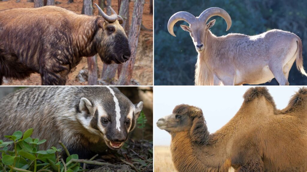 animals with b