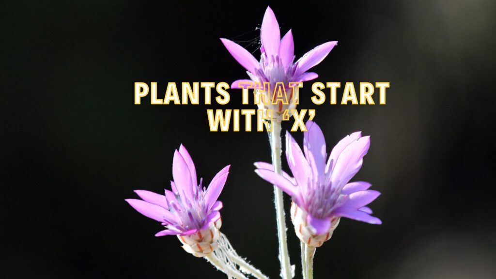 plants that start with x