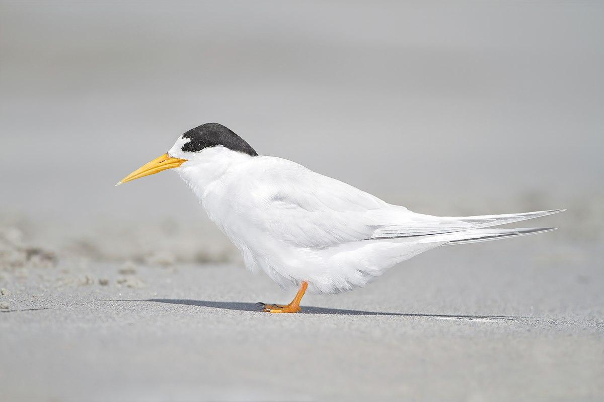 Fairy_Tern