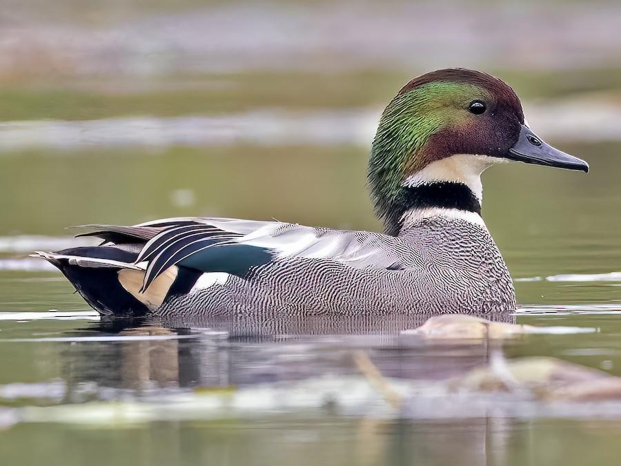 Falcated_Duck