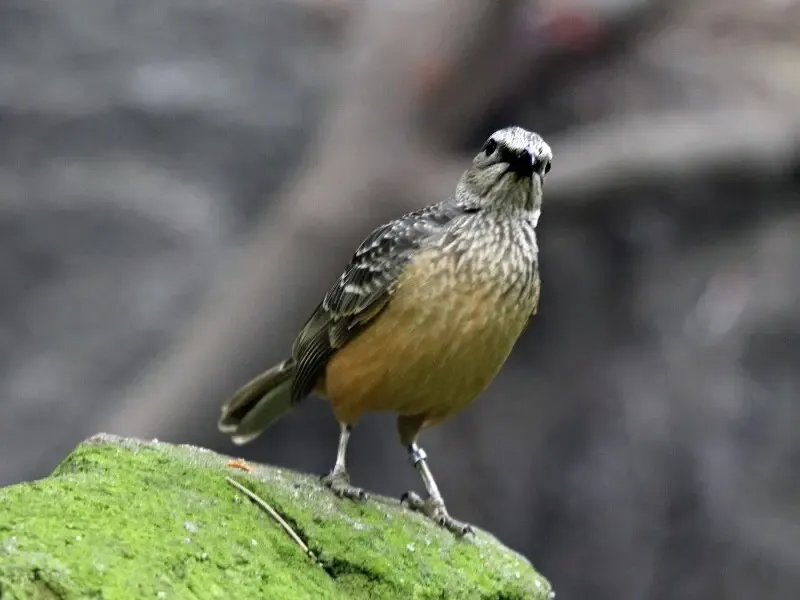 Fawn-breasted_Bowerbird