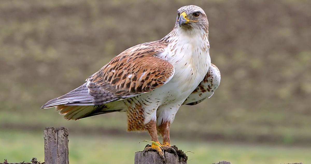 Ferruginous_Hawk