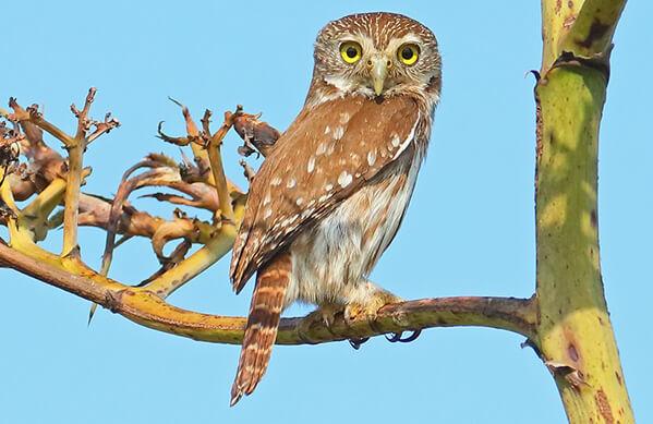 Ferruginous_Pygmy-Owl