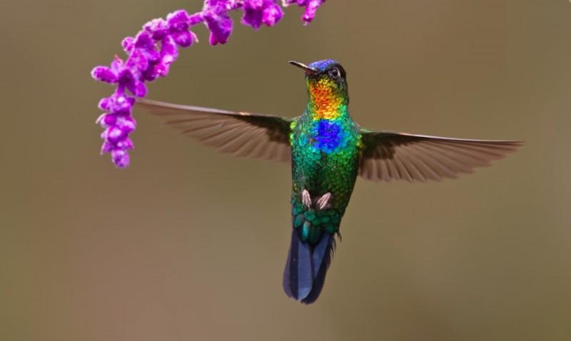 Fiery-throated_Hummingbird