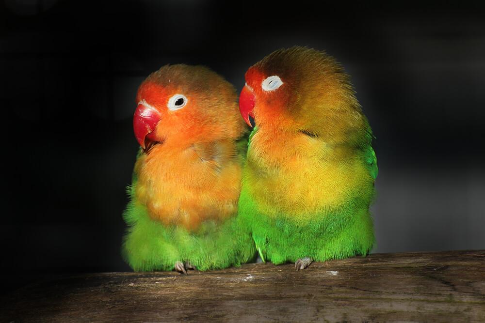 Fischers_Lovebird