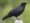 Fish_Crow