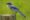 Florida_Scrub_Jay