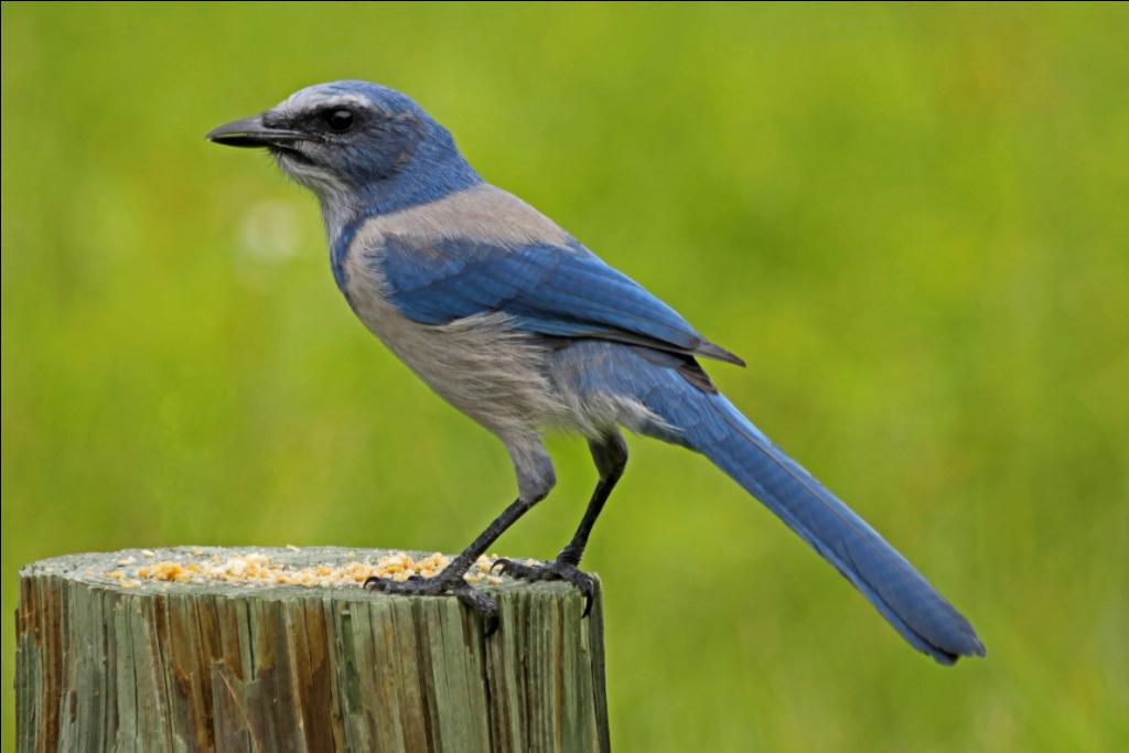 Florida_Scrub_Jay