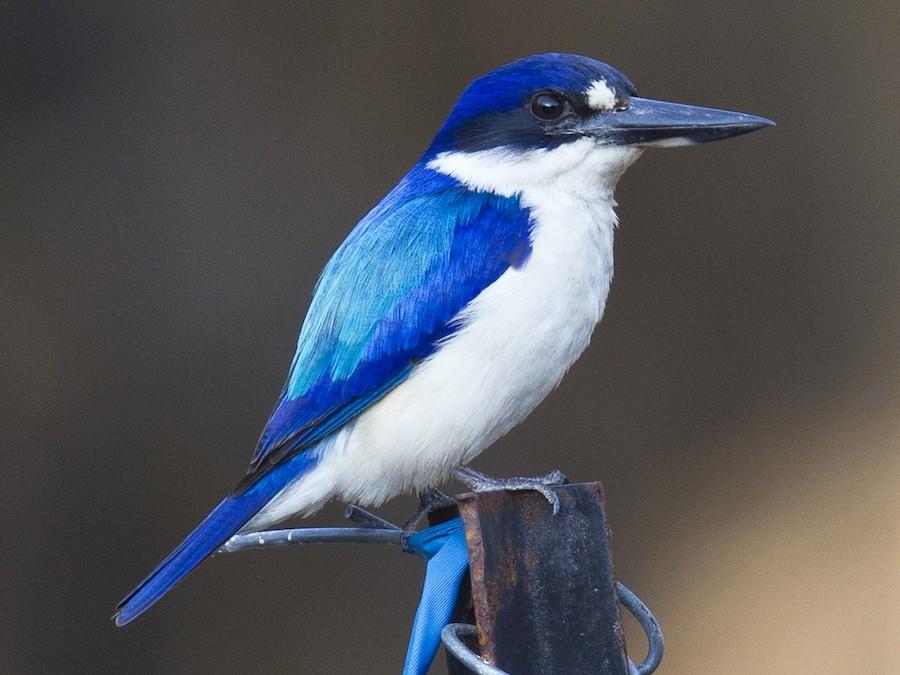 Forest_Kingfisher