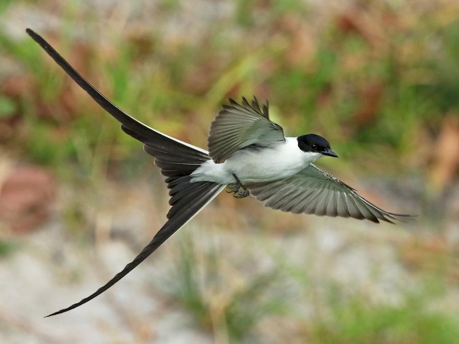 Fork-tailed_Flycatcher