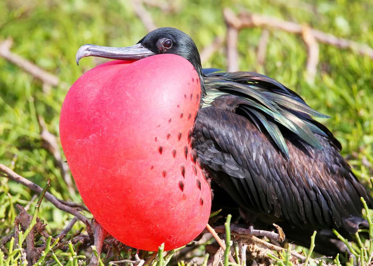 Frigatebird