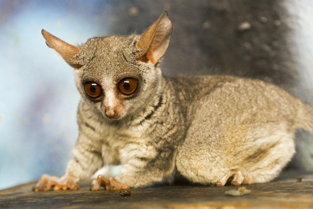 Galago