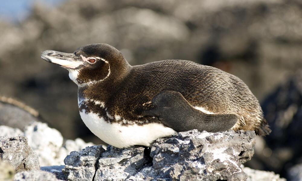 Galapagos_Penguin