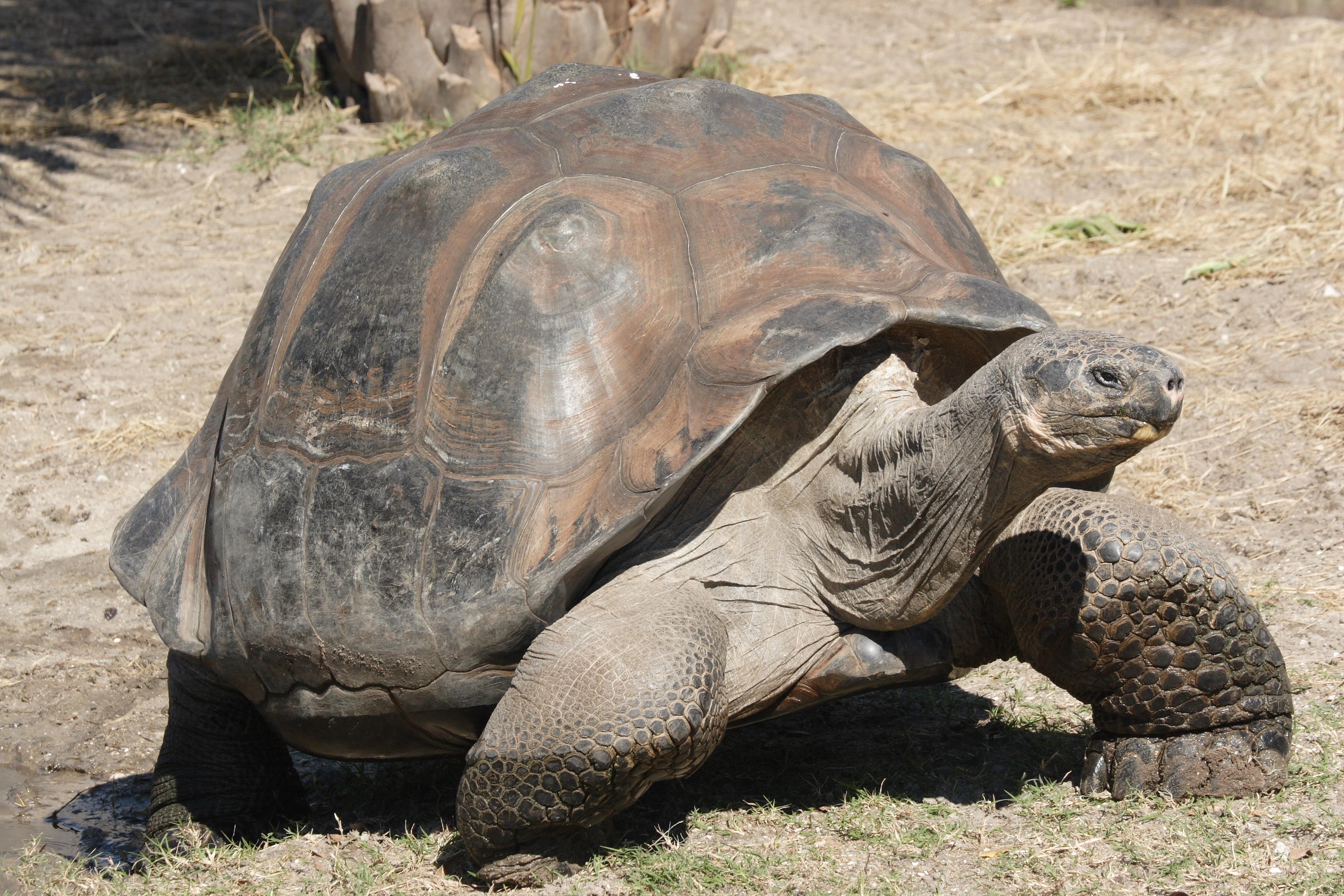 Galapagos_Tortoise