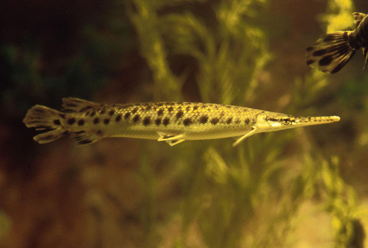 Gar