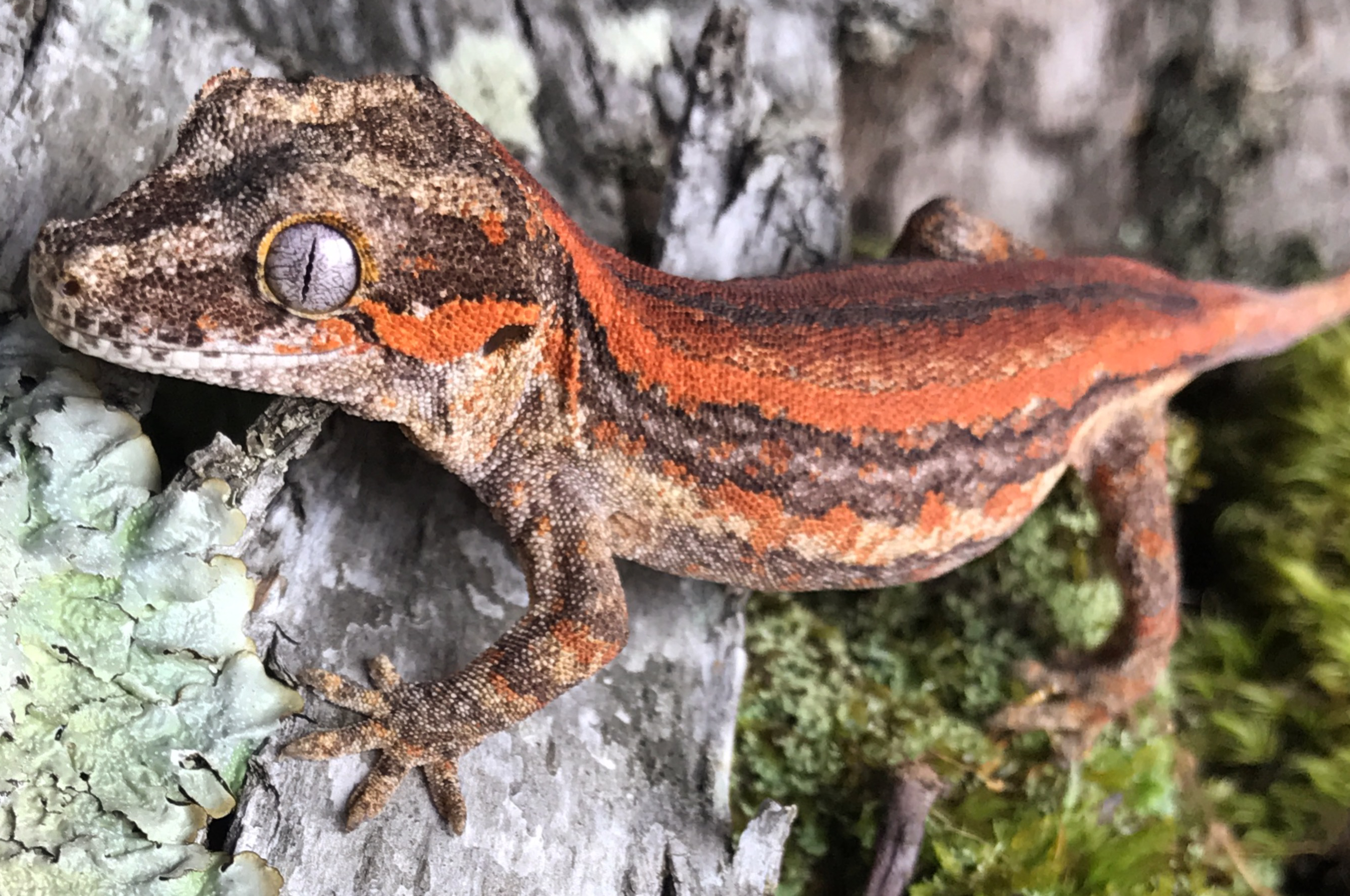 Gargoyle_Gecko