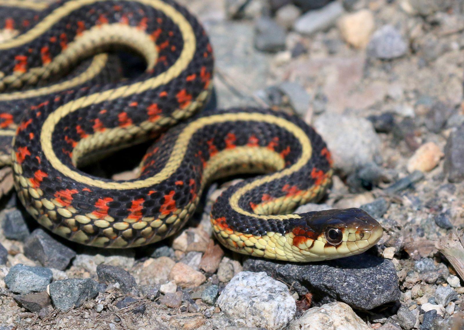 Garter_Snake