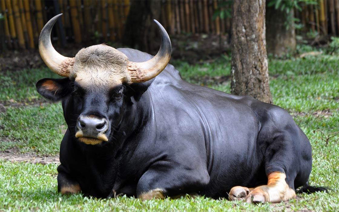 Gaur