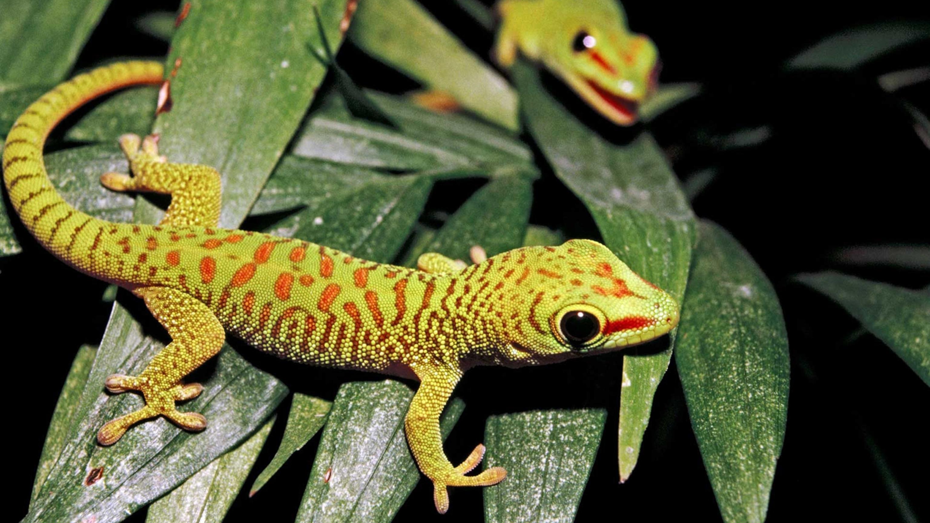 Gecko