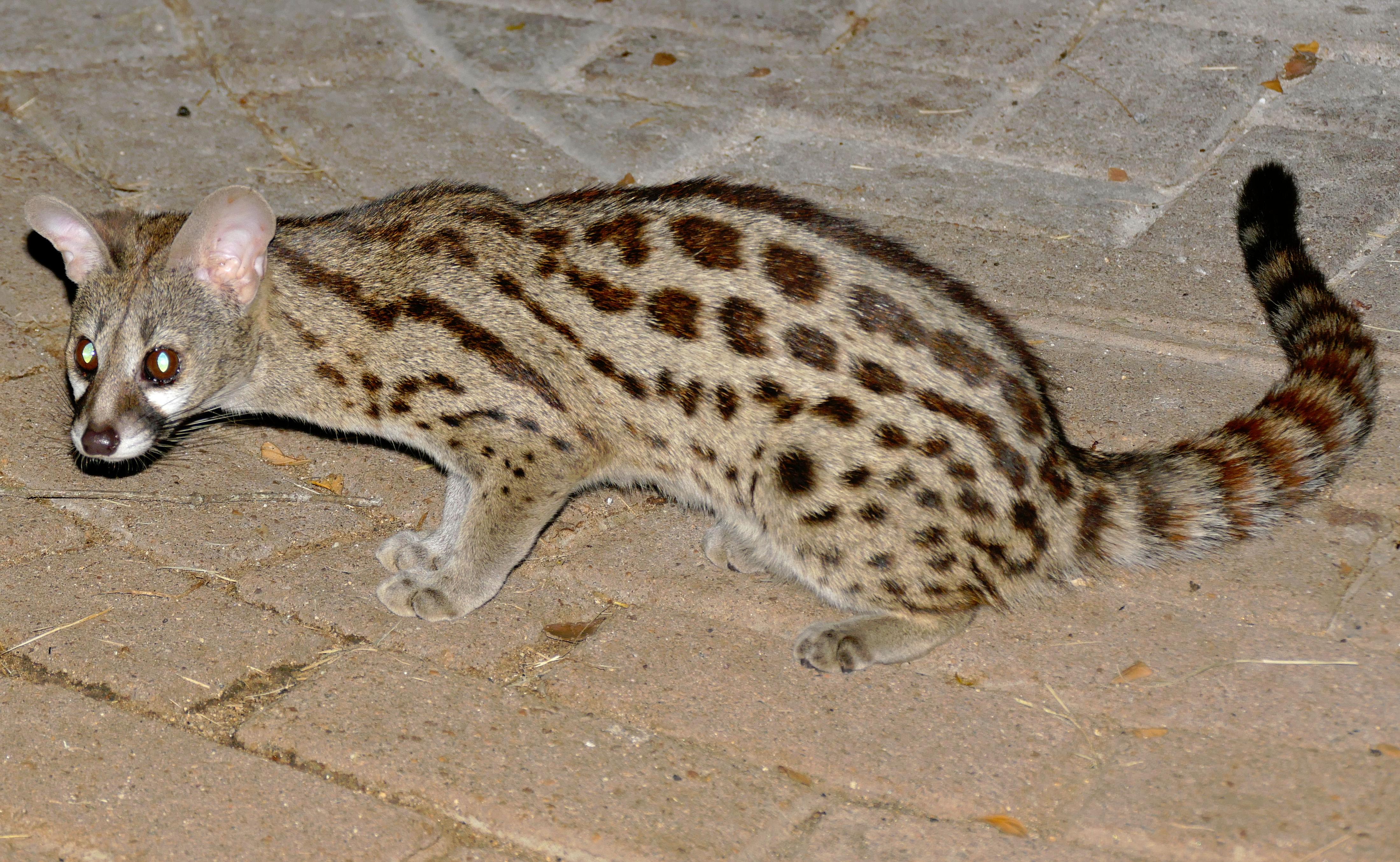 Genet