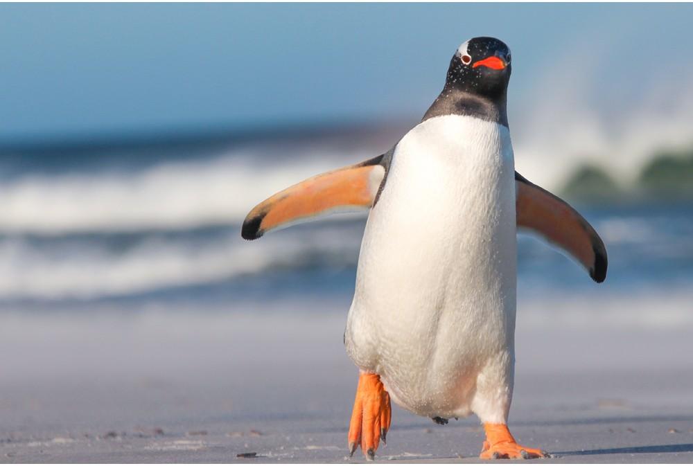 Gentoo_Penguin