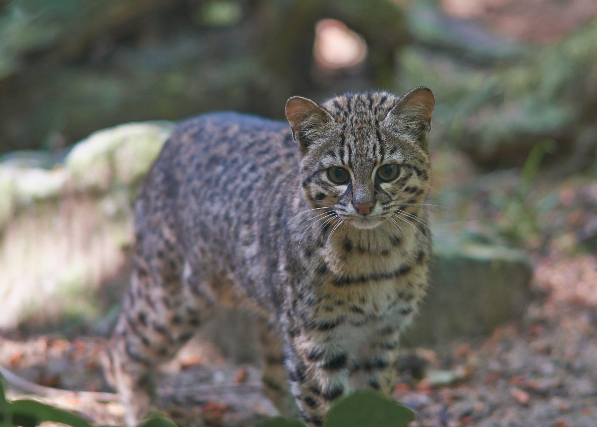 Geoffroys_Cat