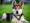 Gerberian_Shepsky