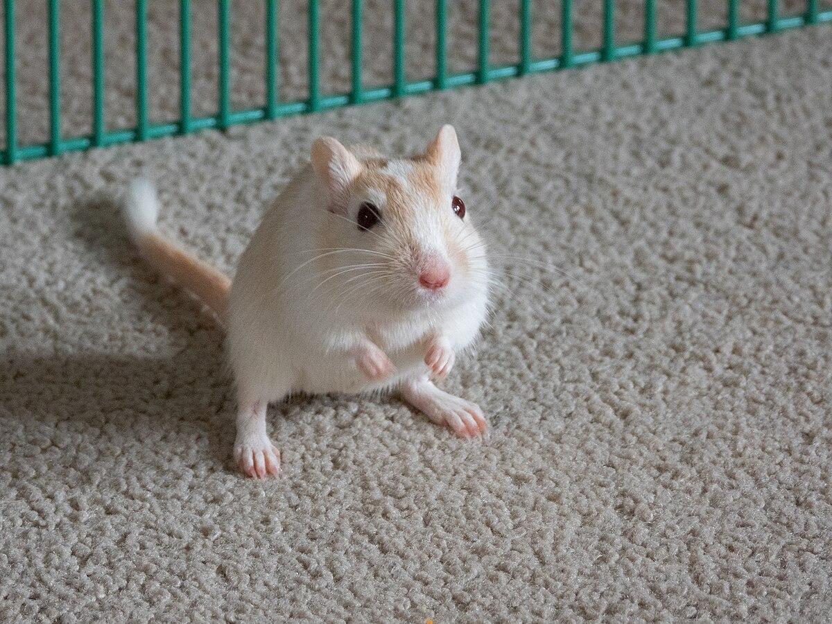 Gerbil