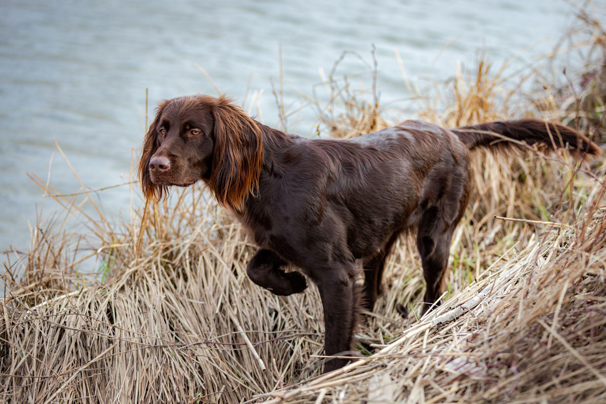 German_Longhaired_Pointer