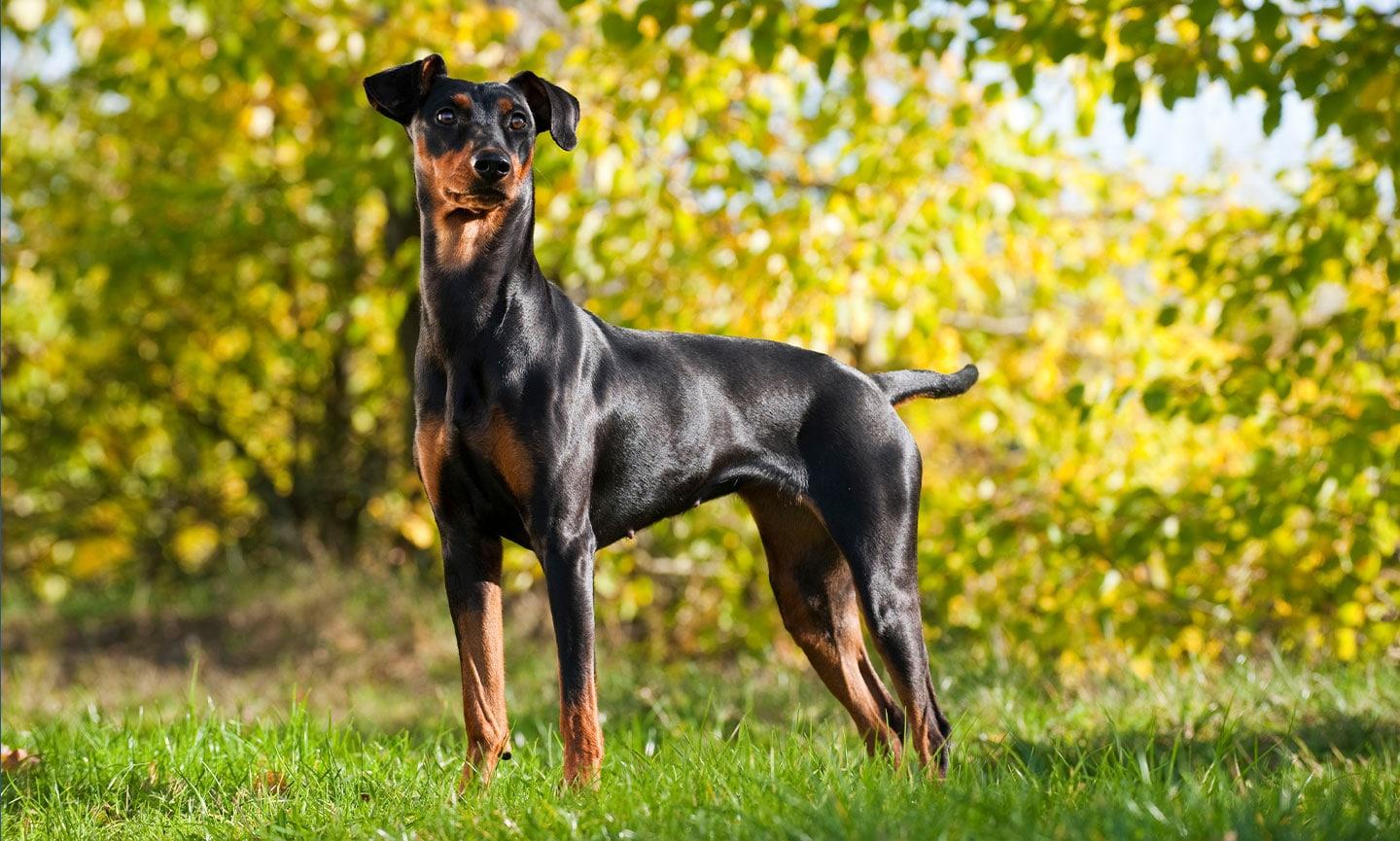 German_Pinscher