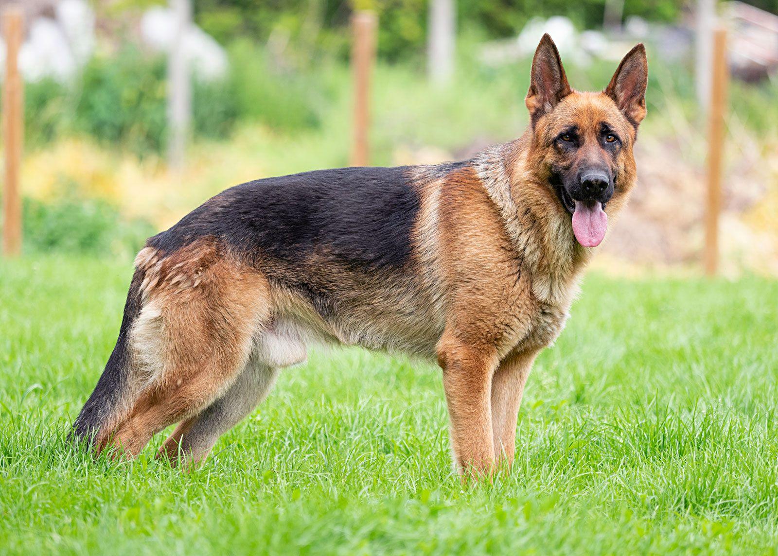 German_Shepherd